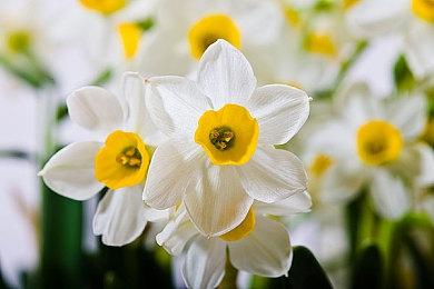 《黎明杀机》主题恋爱模拟游戏《心醉魂迷》今夏登陆Steam